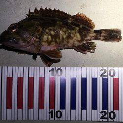 淡路の魚は優しかった。