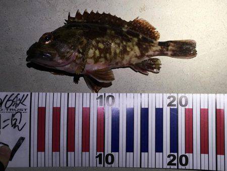 淡路の魚は優しかった。