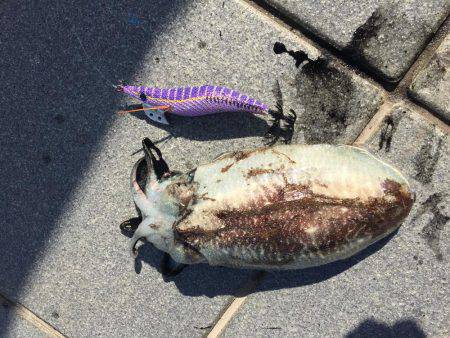 今年は少ない？