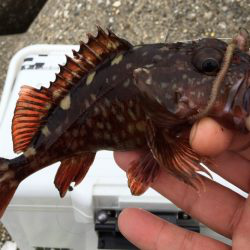 探りましたが‥