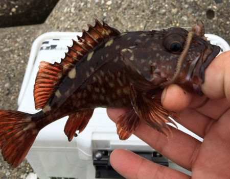 探りましたが‥