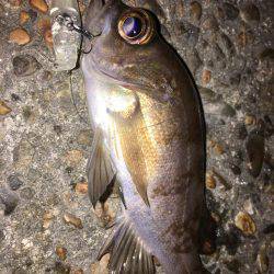 爆風極寒プチメバリング