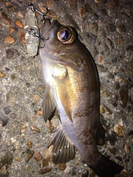 爆風極寒プチメバリング