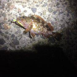 太刀魚まだいるかな？