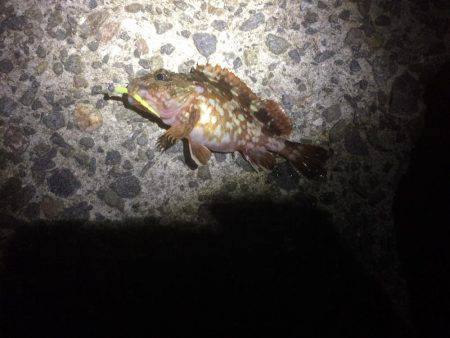 太刀魚まだいるかな？