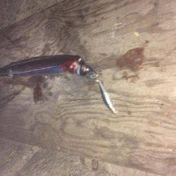 まだまだ、太刀魚