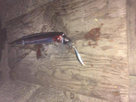 まだまだ、太刀魚