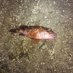 メバリングのはずが