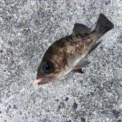 大晦日メバリング