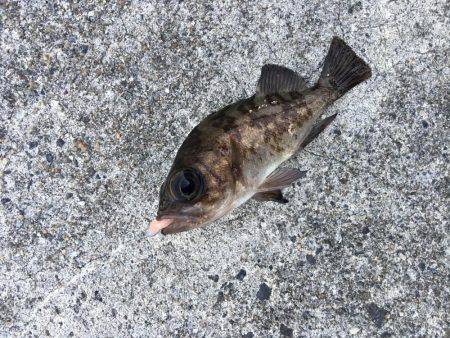 大晦日メバリング