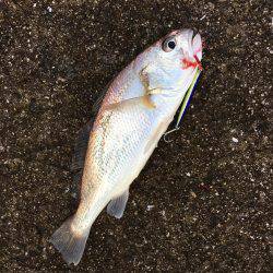 ショアジギング