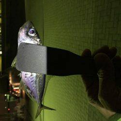 尺タケノコメバル