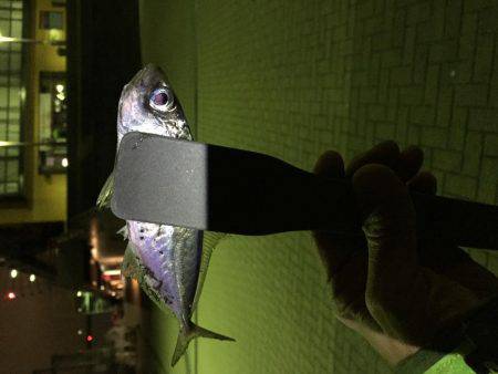 尺タケノコメバル