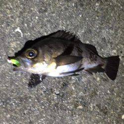 今季初メバリング！