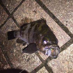 コスモスクエア〜ATC裏 ランガン