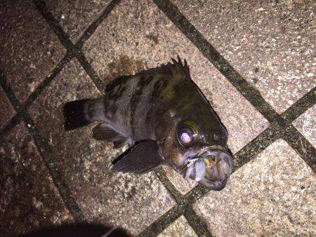 コスモスクエア〜ATC裏 ランガン