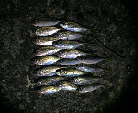 アジング好調！