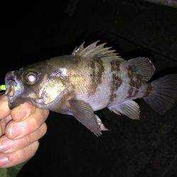 メバリング&ガシリング