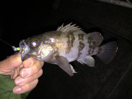 メバリング&ガシリング