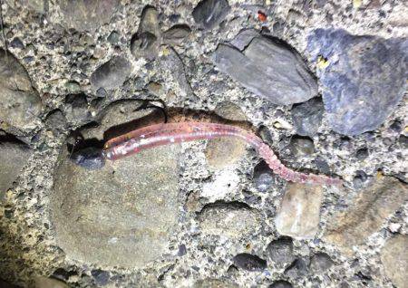 アジはいつまで釣れるのか？