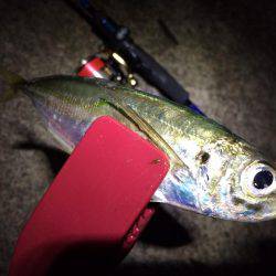 アジのちシーバスたまにメバル