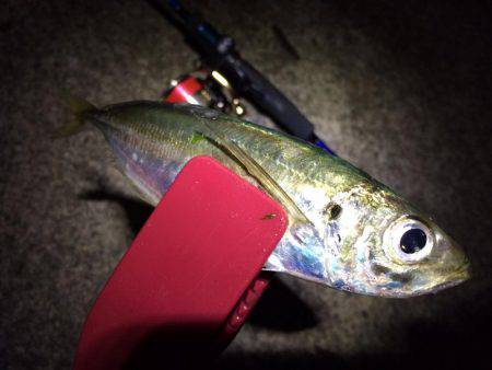 アジのちシーバスたまにメバル