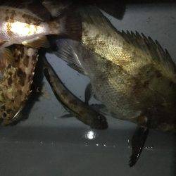 竿初め尺メバル！