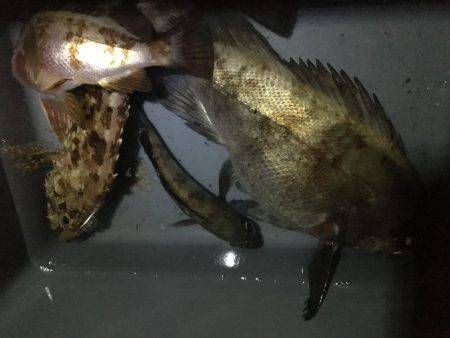 竿初め尺メバル！