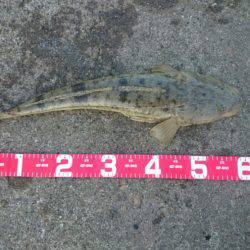 フラットフィッシュ