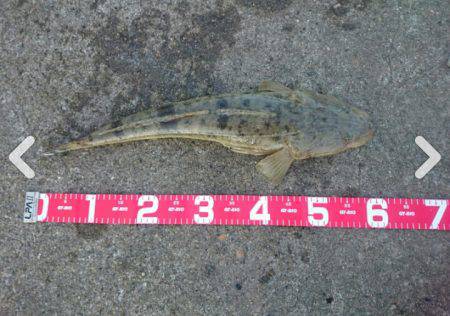 フラットフィッシュ