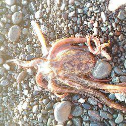 新年釣り初めでタコ