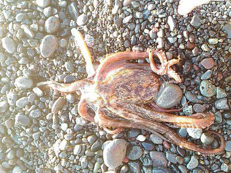 新年釣り初めでタコ