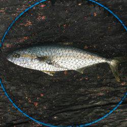 イマイチの初釣り(>_<)