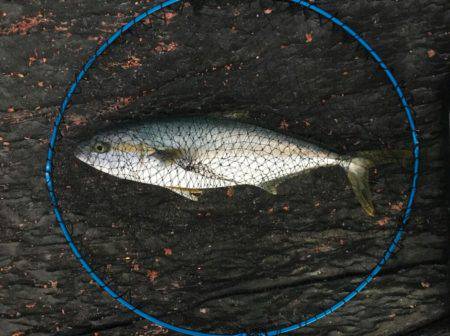 イマイチの初釣り(>_<)