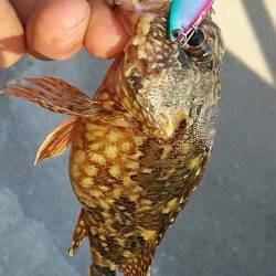 今年もガシラは付き合いがいい