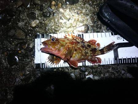 カサゴばかり、そろそろアジを釣りたい。（赤…