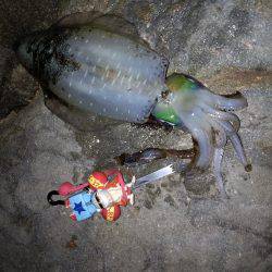 でかイカ求めて…