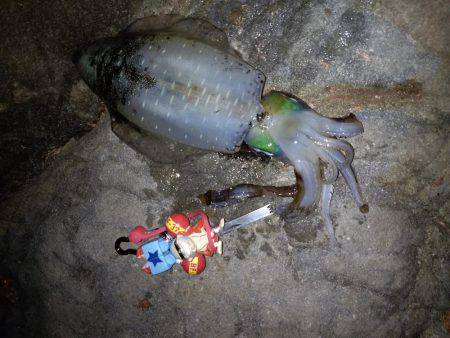 でかイカ求めて…