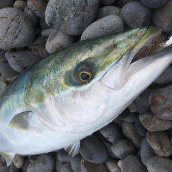 ショアジギング