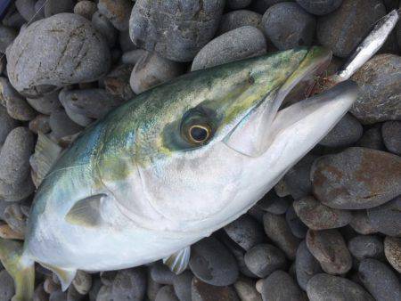 ショアジギング