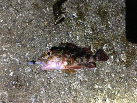 メバリングするもガシラのみ