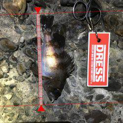 数は釣れるもサイズは…