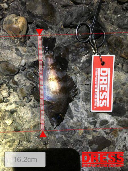 数は釣れるもサイズは…