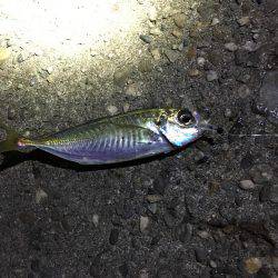 メバルの活性あがってきました！