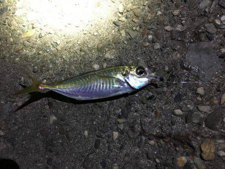 メバルの活性あがってきました！