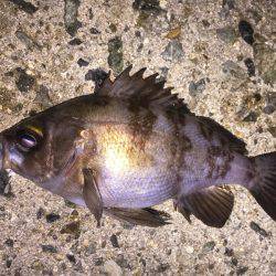 泉南メバル好調