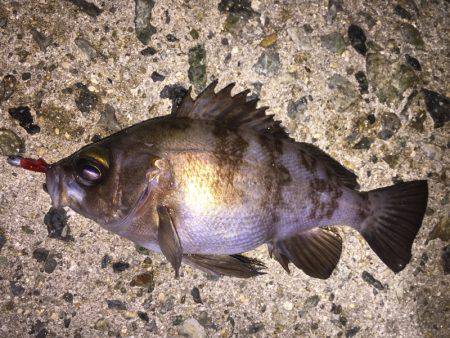 泉南メバル好調