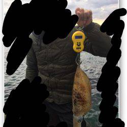 年初めのアオリ調査