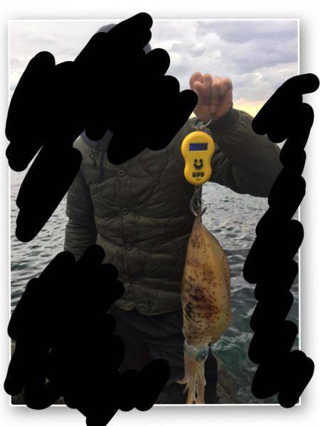 年初めのアオリ調査