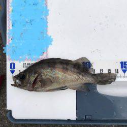 回遊待ちでポツポツ